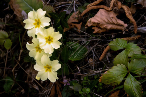 PRIMULA MARS 22 001 di JEAN-LUC WASMES, Fotografia in vendita su Singulart