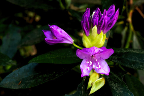 RHODODENDRON AVRIL 25 008 di JEAN-LUC WASMES, Fotografia in vendita su Singulart
