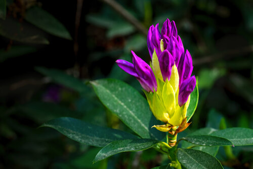 RHODODENDRON AVRIL 25 006 von JEAN-LUC WASMES, Fotografie kaufen auf Singulart