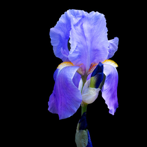 IRIS 19 MAI 25 006 di JEAN-LUC WASMES, Fotografia in vendita su Singulart