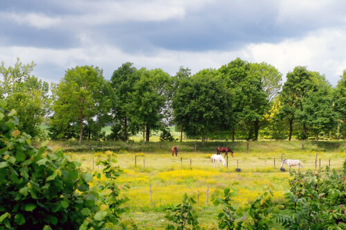 NEUFVILLES 28 MAI 25 001 JEAN-LUC WASMES