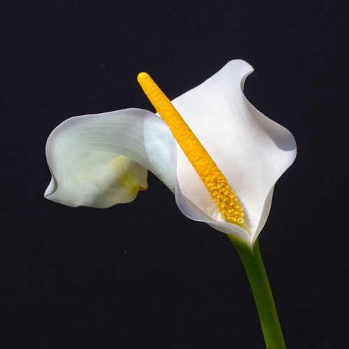CALLA 31 MAI 25 002 di JEAN-LUC WASMES, Fotografia in vendita su Singulart