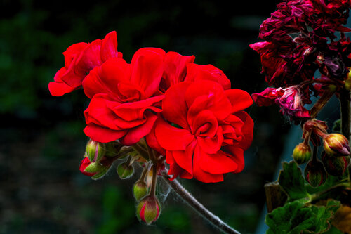 GERANIUM MAI 25 2025 001 di JEAN-LUC WASMES, Fotografia in vendita su Singulart