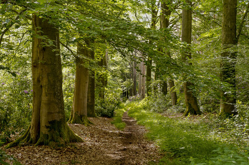 LE MIROIR DES SOUS-BOIS. van JEAN-LUC WASMES, Fotografie te koop op Singulart