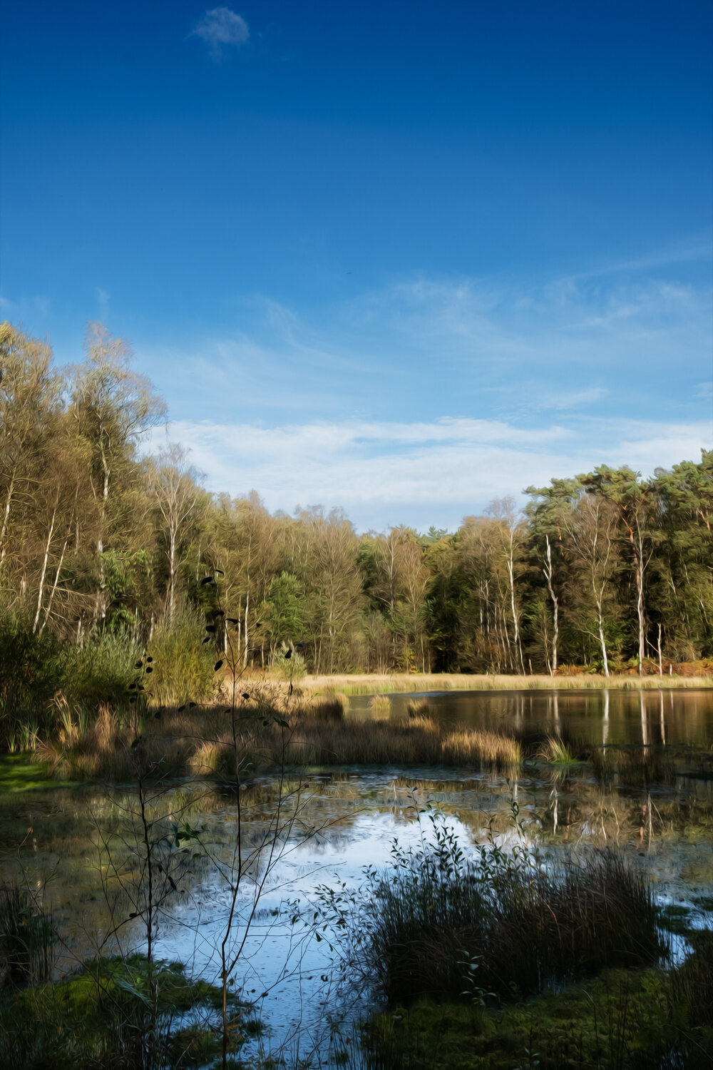 LE BOIS DE BAUDOUR EN AUTOMNE 004 JEAN-LUC WASMES Fotografie zu verkaufen