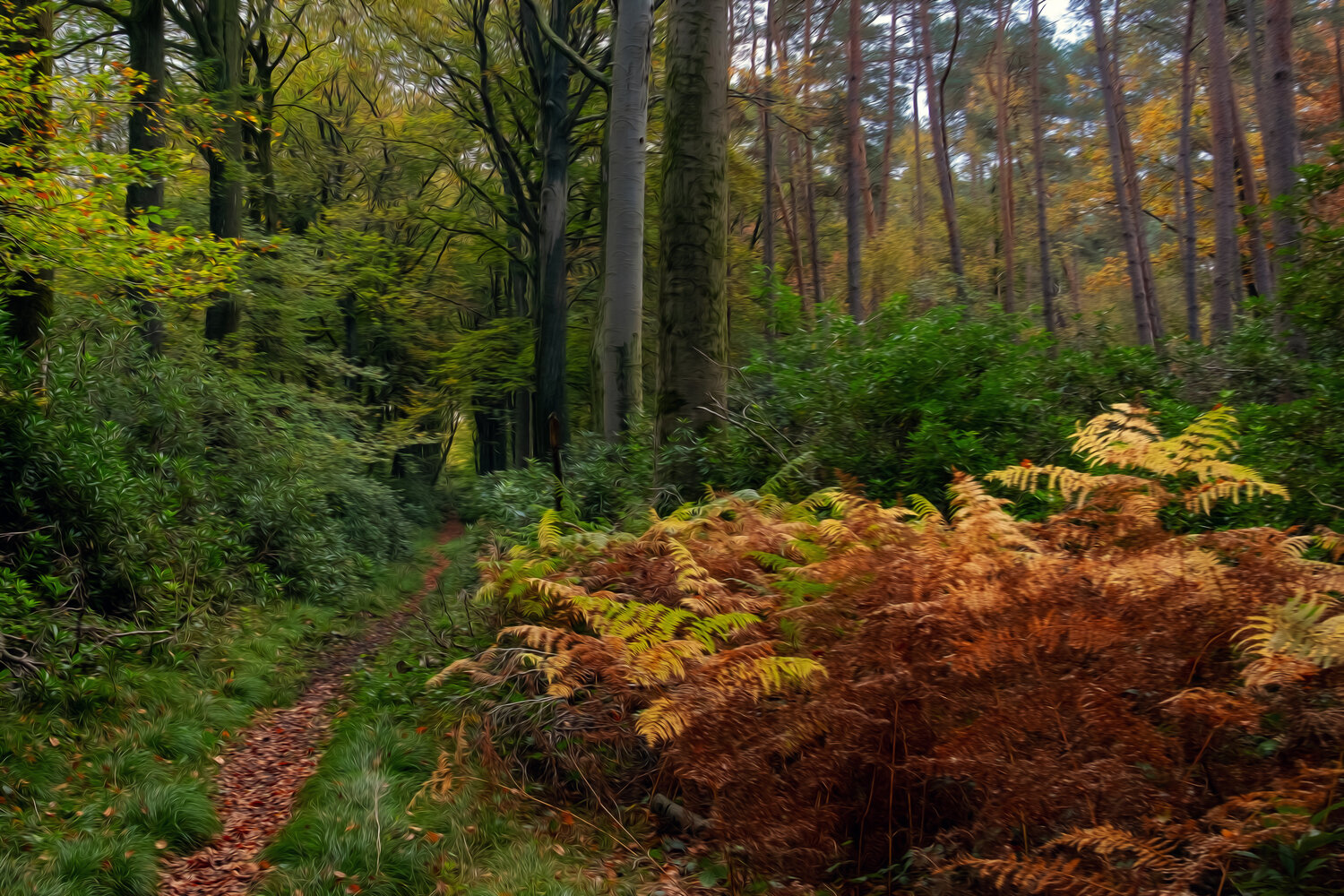 LE BOIS DE BAUDOUR EN AUTOMNE 008 JEAN-LUC WASMES Fotografie zu verkaufen