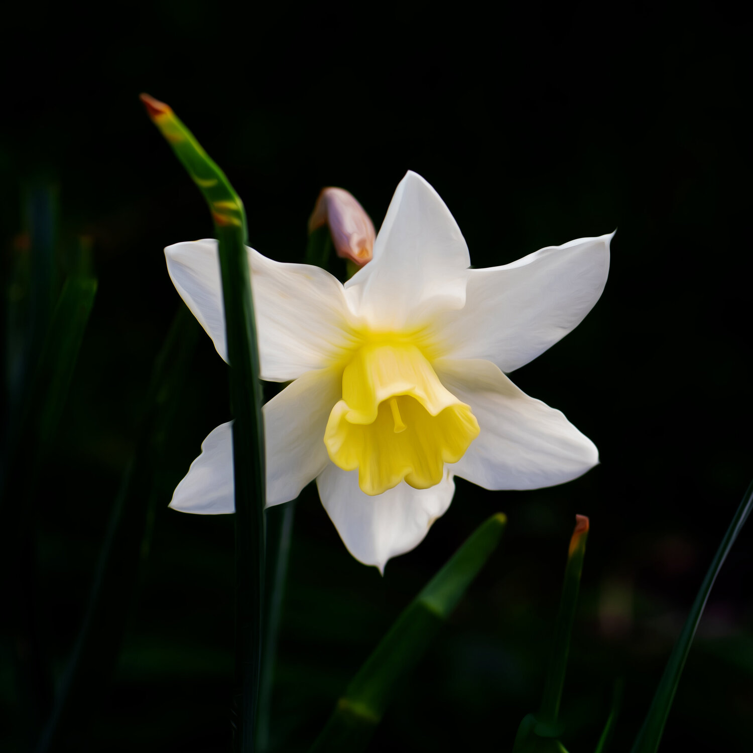 NARCISSE 2024 001 JEAN-LUC WASMES