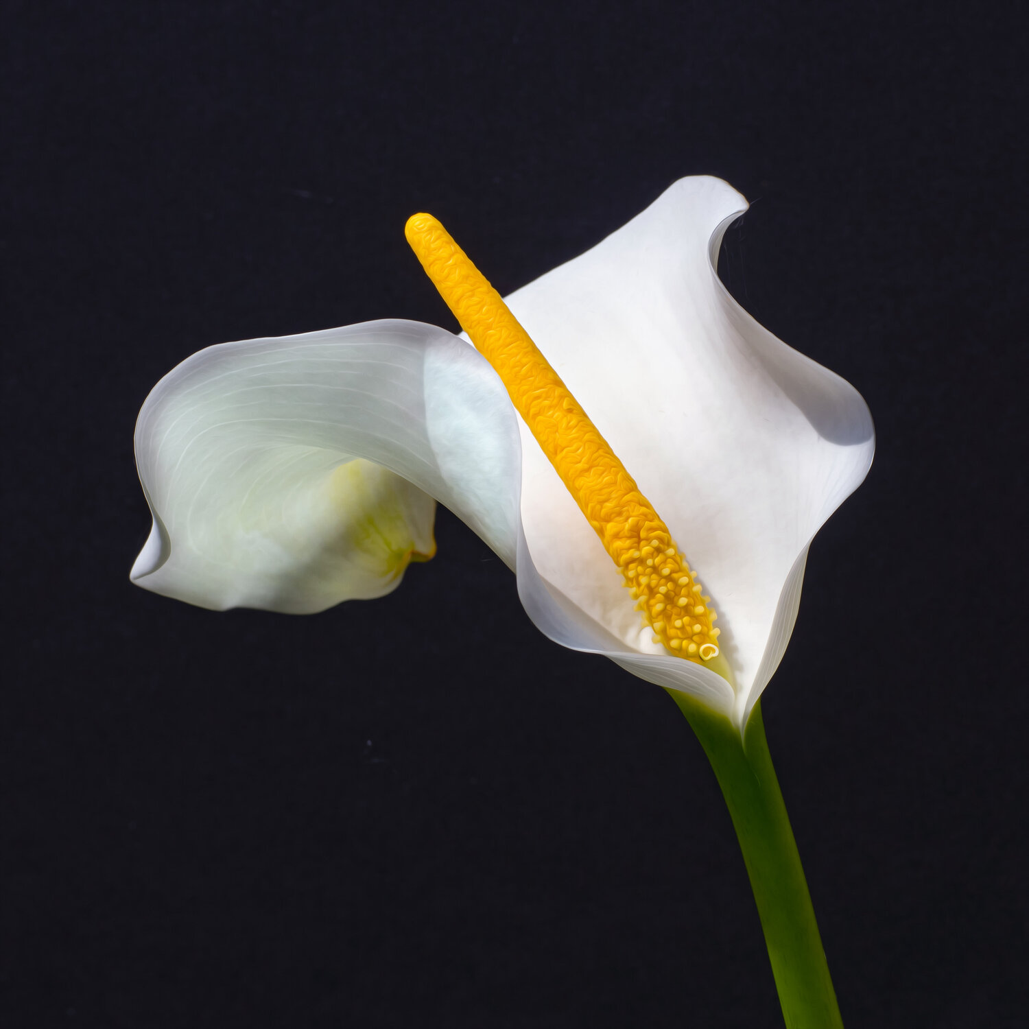 CALLA 31 MAI 25 002 JEAN-LUC WASMES