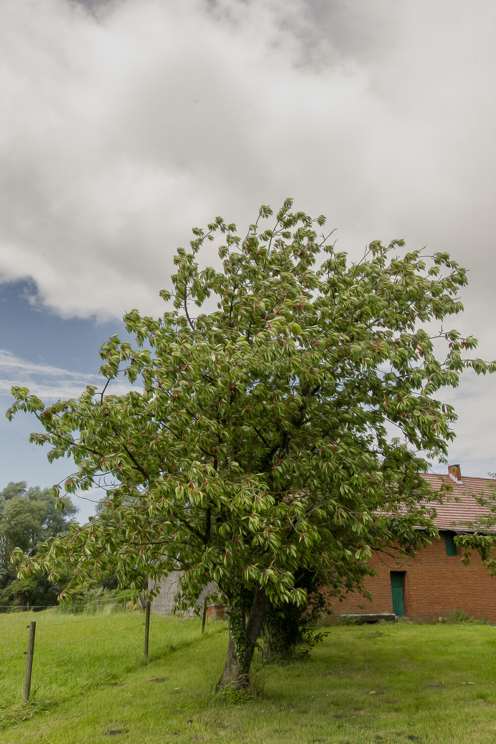 LE TEMPS DES CERISES JEAN-LUC WASMES Fotografie te koop