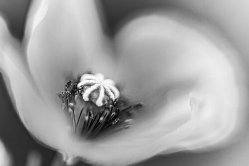 Poppy Flower van Petra Kral, Fotografie te koop op Singulart
