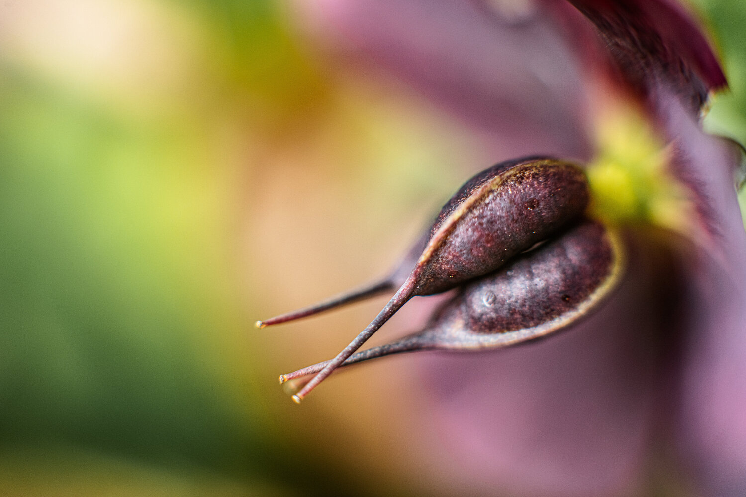 Purple Secret Petra Kral