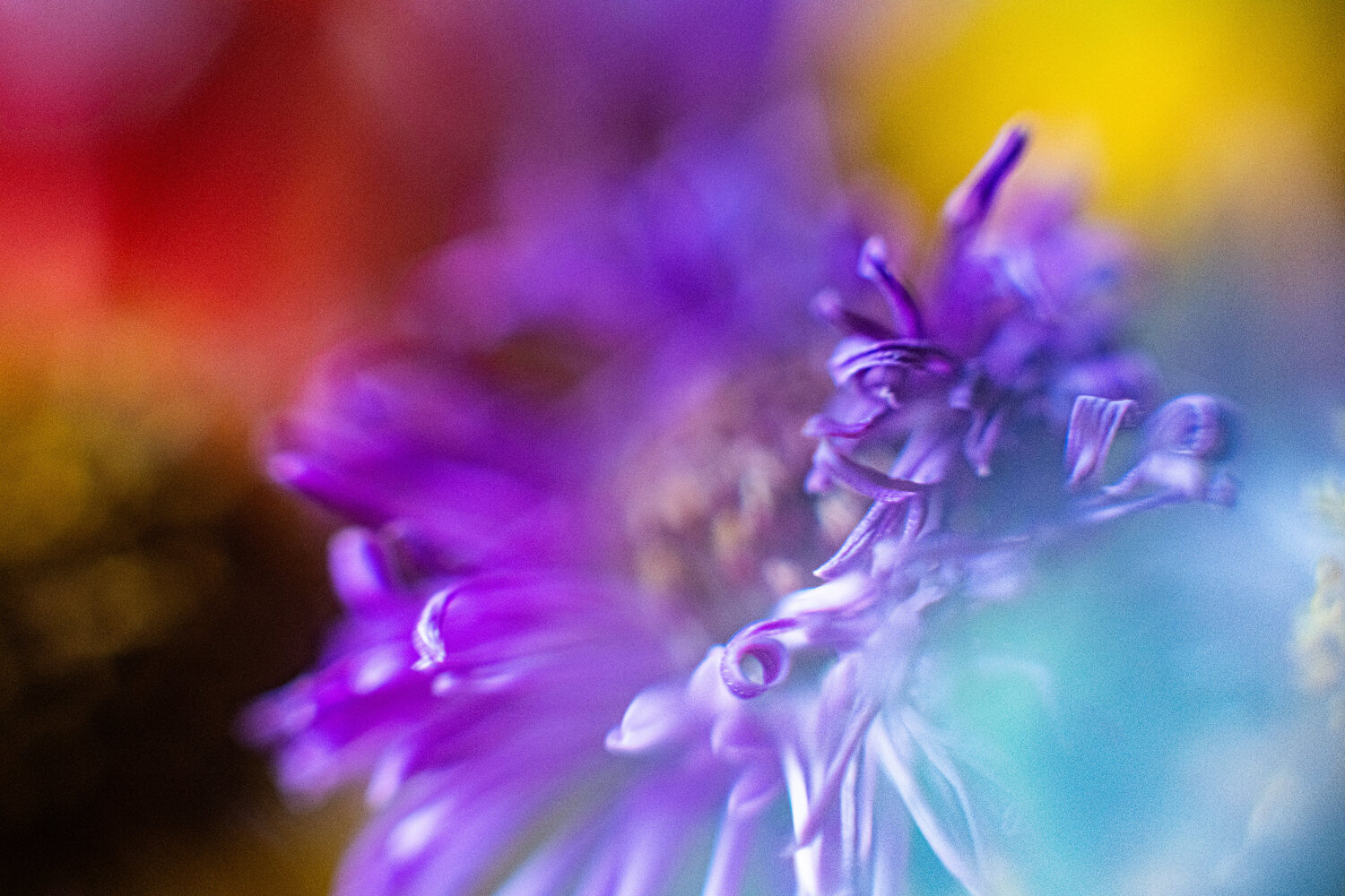 Diversity Petra Kral