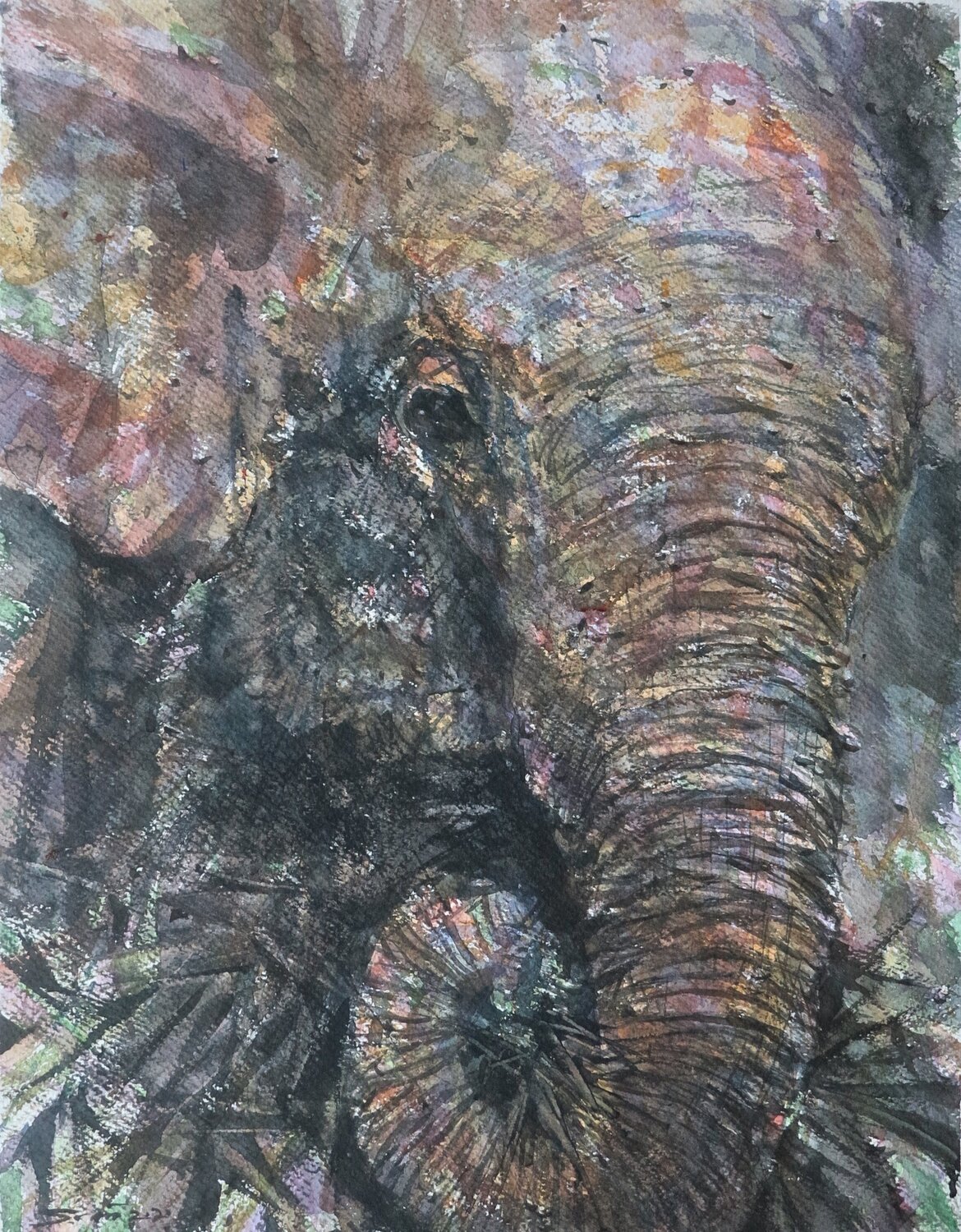 Kuiburi Elephant Reserve V Sawan Tantiwan