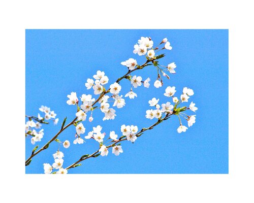 Cherry Blossoms in the Park von Norman Pastorek, Fotografie kaufen auf Singulart