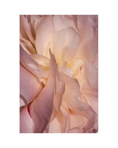 Garden Magazine Cover von Norman Pastorek, Fotografie kaufen auf Singulart