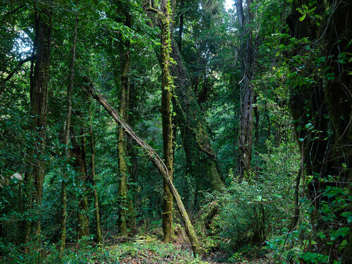 Catedral von Pablo O'Ryan, Fotografie kaufen auf Singulart