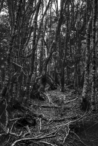 Bosque de Lengas von Pablo O'Ryan, Fotografie kaufen auf Singulart