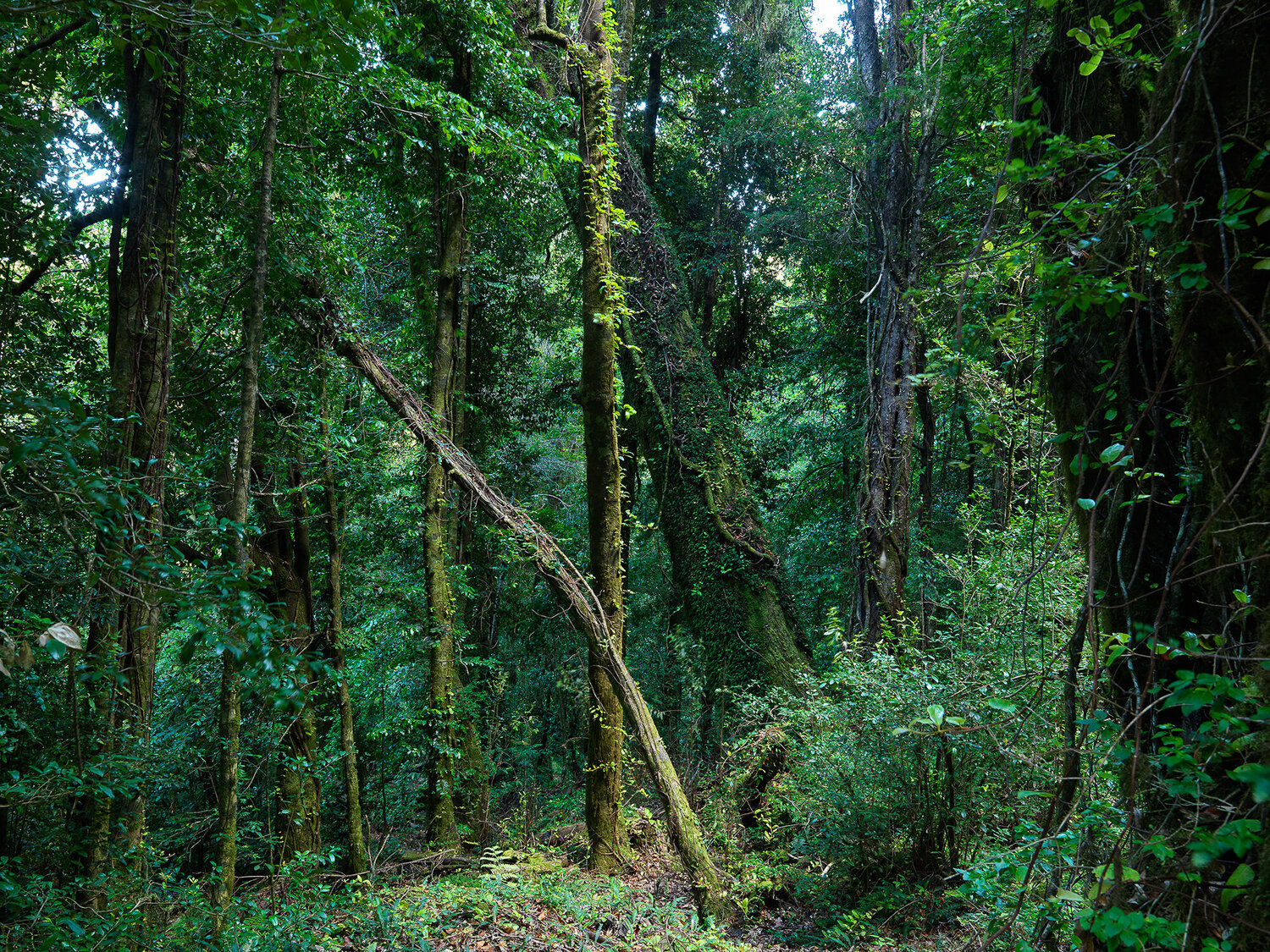 Catedral Pablo O'Ryan