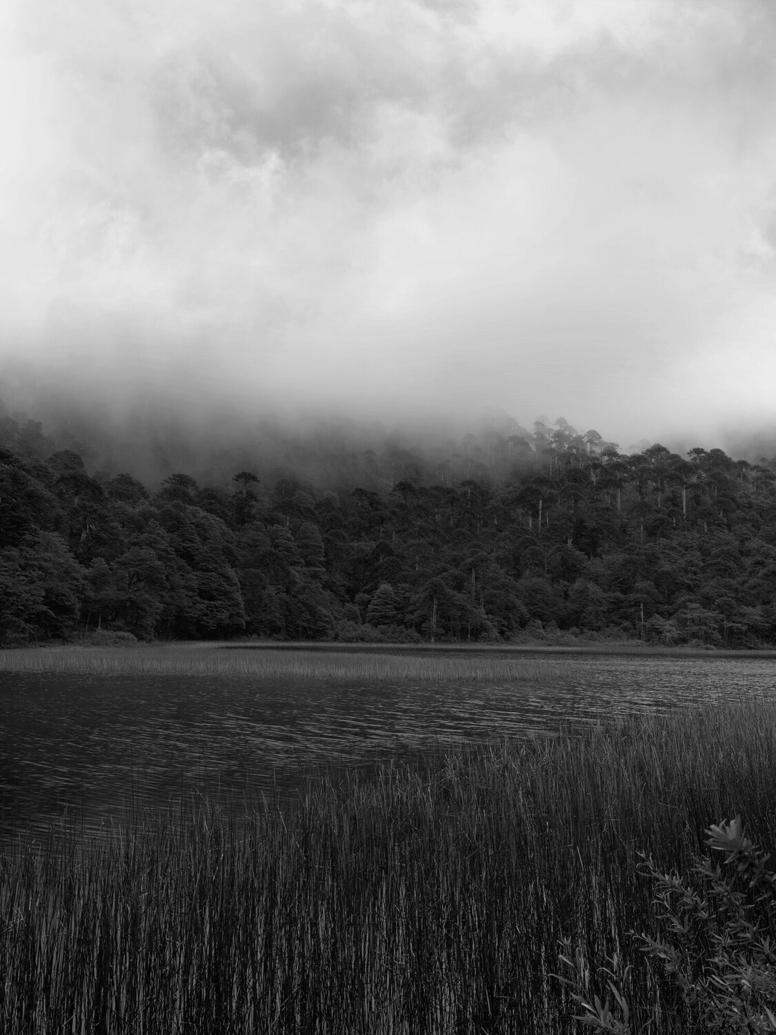 Laguna Araucaria Pablo O'Ryan