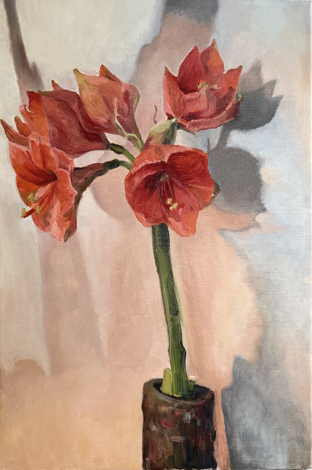 Sunlit Amaryllis Iryna Barabash