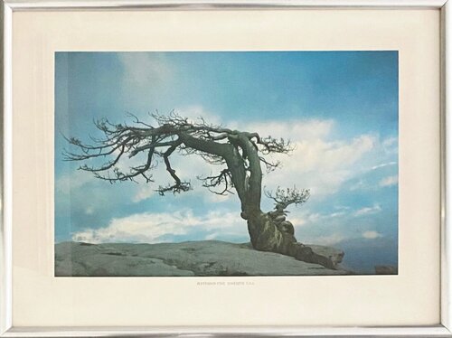 Jefferson Pine, Yosemite, USA von Barry Lategan, Fotografie kaufen auf Singulart