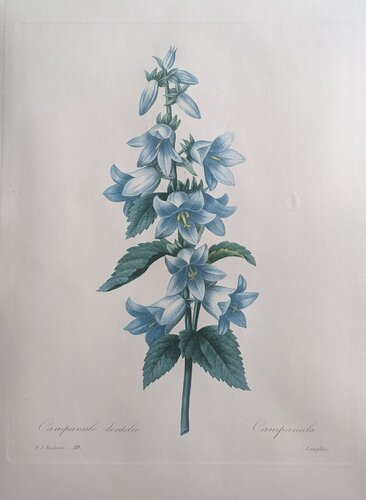 Campanule dentelee / Campanula di Pierre-Joseph Redouté, Stampa in vendita su Singulart
