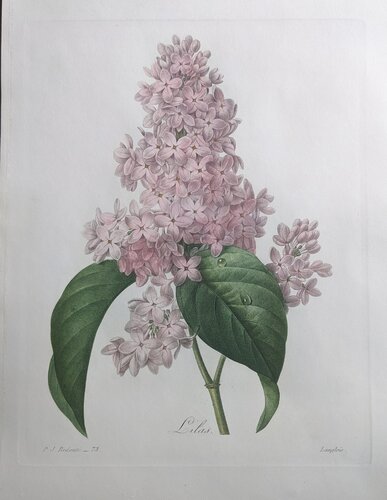 Lilas by Pierre-Joseph Redouté, Print for Sale on Singulart