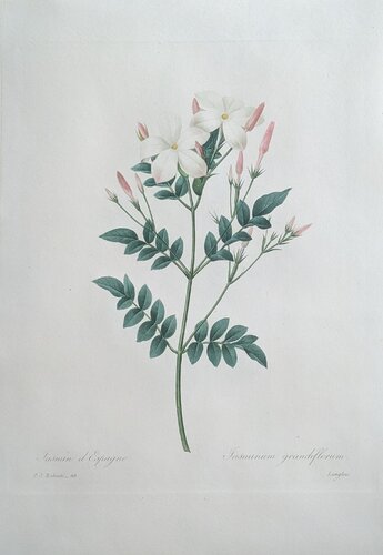 Jasmin d'Espagne / Jasminum Grandiflorum di Pierre-Joseph Redouté, Stampa in vendita su Singulart