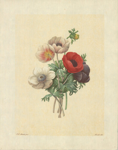 Anemone Simplex di Pierre-Joseph Redouté, Stampa in vendita su Singulart