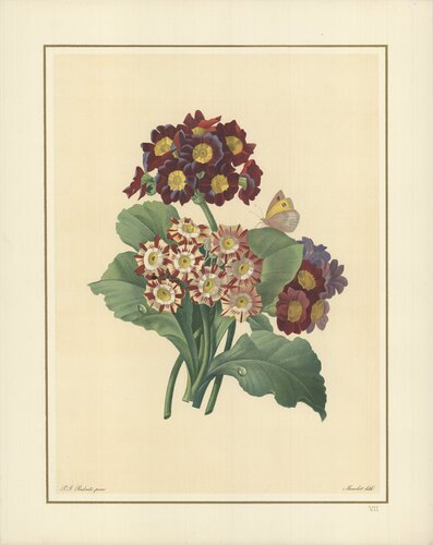 Oreilles D'Ours- Primula auricula, varietes di Pierre-Joseph Redouté, Stampa in vendita su Singulart