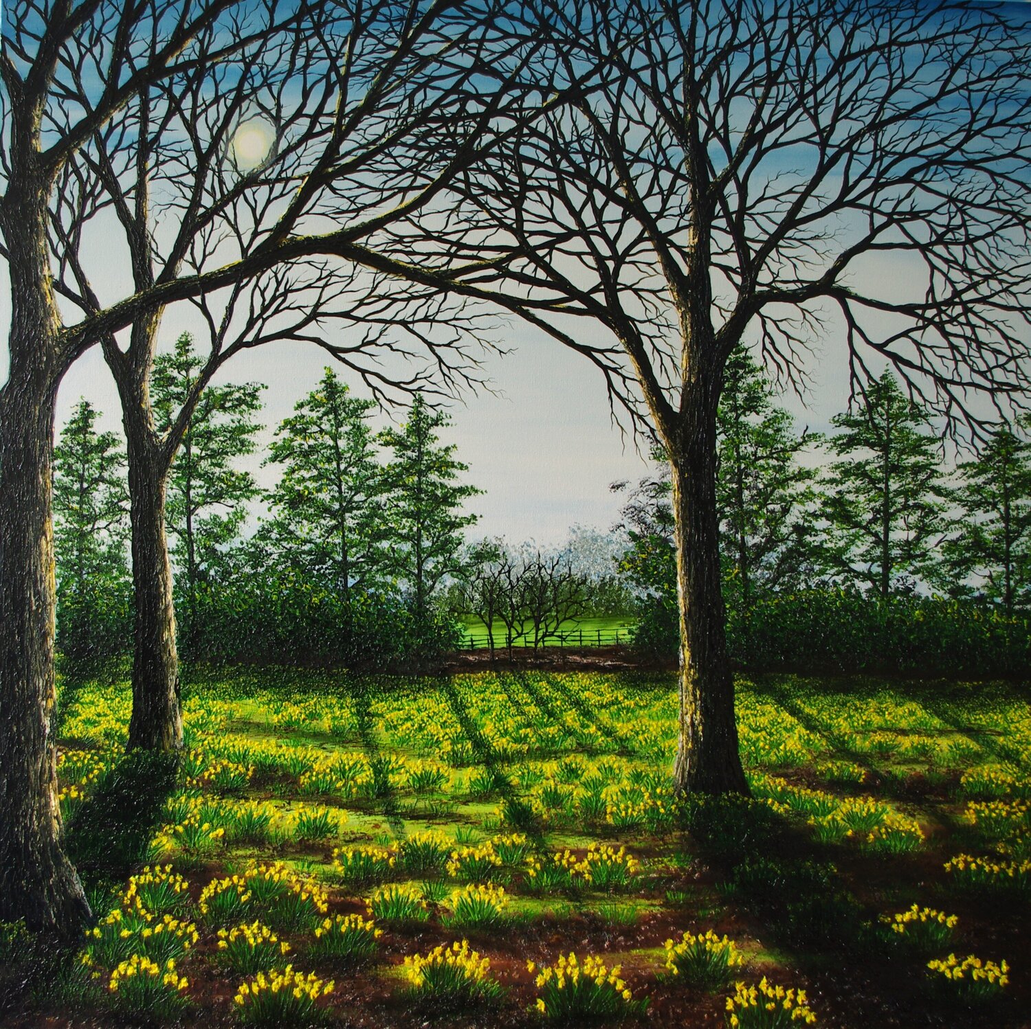 A field of Golden Daffodils Hazel Thomson