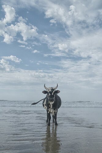 Amapondo 16 van Christopher Rimmer, Fotografie te koop op Singulart