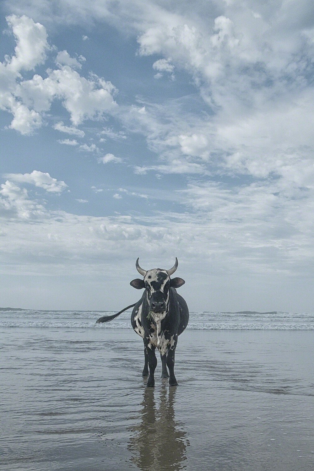 Amapondo 16 Christopher Rimmer