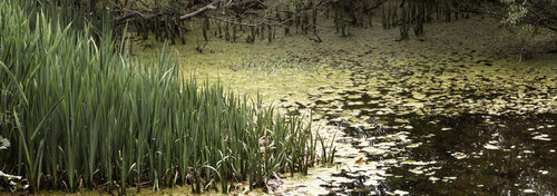 Shadows Among the Reeds von Emiliano Vegliante, Fotografie kaufen auf Singulart