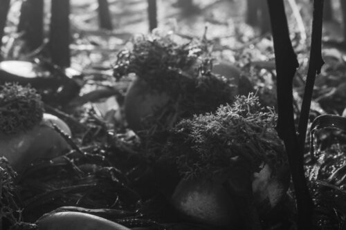 micromondo 2 de Emiliano Vegliante, Fotografía a la venta en Singulart