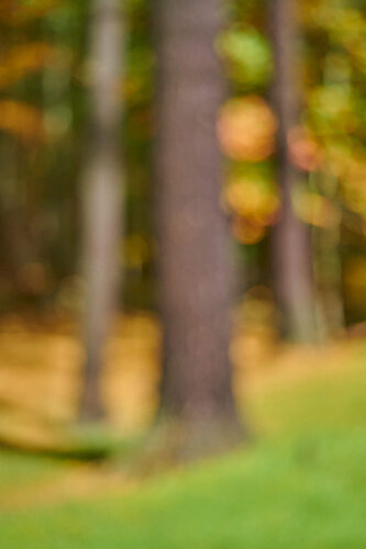 Alone in the Woods von David Arky, Fotografie kaufen auf Singulart