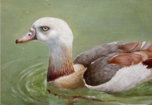 Canard marron.... by georges Rossi, Painting for Sale on Singulart
