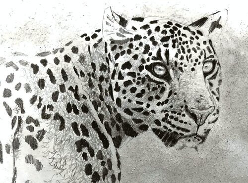 Etude de panthere von georges Rossi, Zeichnungen kaufen auf Singulart