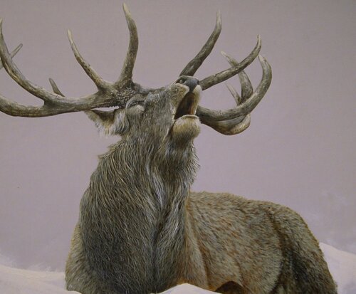 Brame du cerf van georges Rossi, Schilderij te koop op Singulart