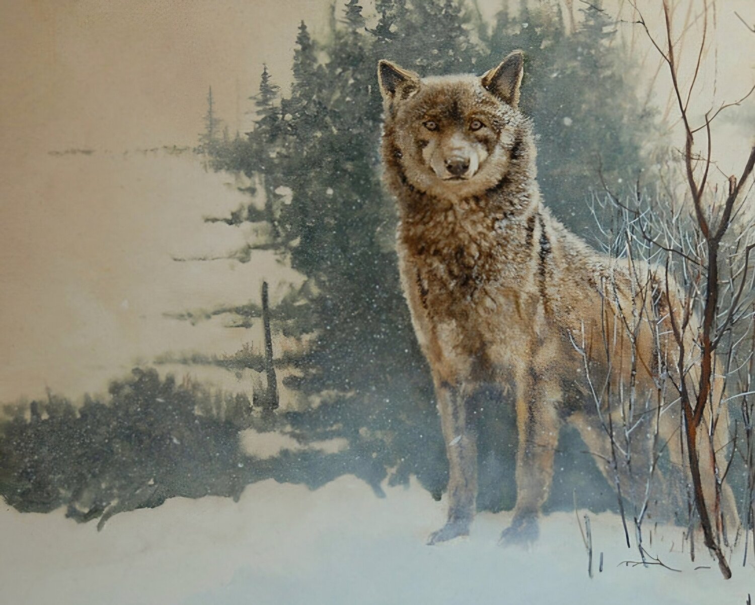 Loup d europe georges Rossi