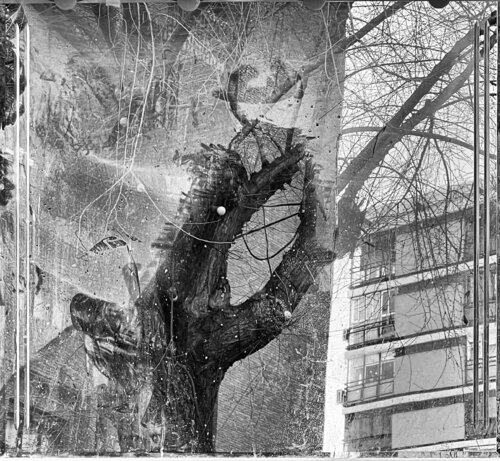 ARBOL REFLEJADO par Jose Maria Lamo de Espinosa Michels de Champourcin, Photographie en vente sur Singulart