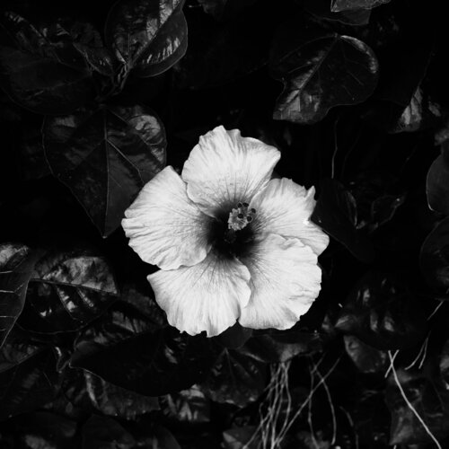 HIBISCUS ABIERTO Jose Maria Lamo de Espinosa Michels de Champourcin