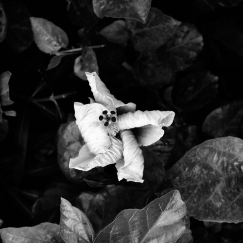 HIBISCUS CERRADO di Jose Maria Lamo de Espinosa Michels de Champourcin, Fotografia in vendita su Singulart