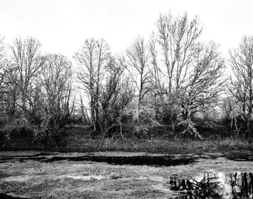 ARBOLES Y RIO de Jose Maria Lamo de Espinosa Michels de Champourcin, Fotografía a la venta en Singulart