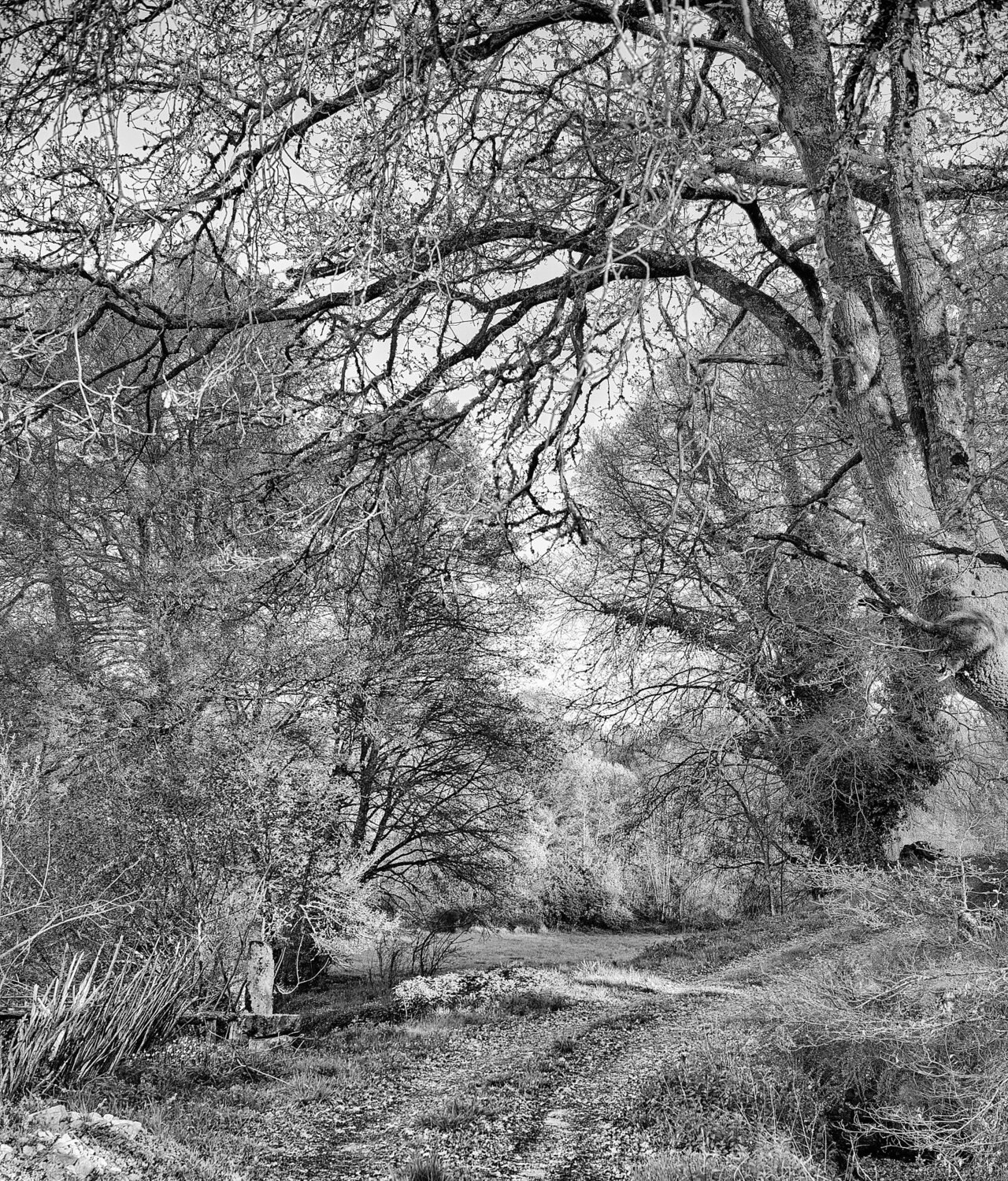 CAMINO DE ROBLES Jose Maria Lamo de Espinosa Michels de Champourcin Fotografie zu verkaufen