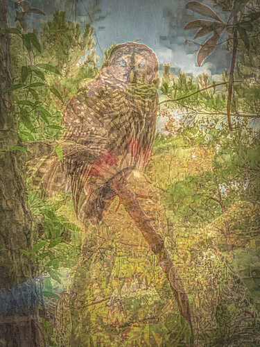Watchful Spirit (Owl)  von Richard Mathis, Fotografie kaufen auf Singulart