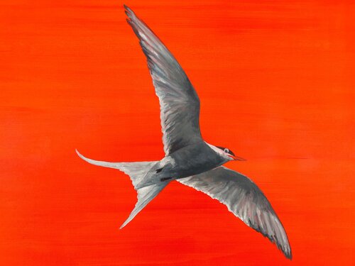 Lee Wells, Common Goggly Eyed Tern (The Majestic Arrival) di Lee Wells, Pittura in vendita su Singulart
