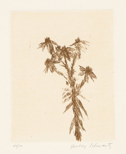 Wild Flowers VIII di Aubrey Schwartz, Stampa in vendita su Singulart