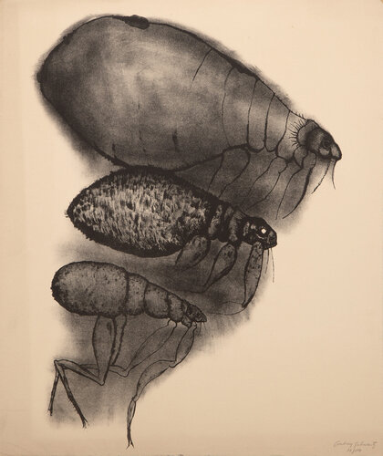 Parasite by Aubrey Schwartz, Print for Sale on Singulart