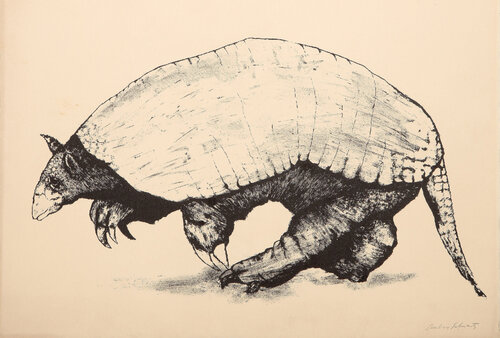 Armadillo by Aubrey Schwartz, Print for Sale on Singulart